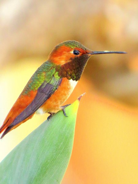 hummingbird