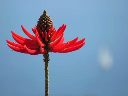 flower