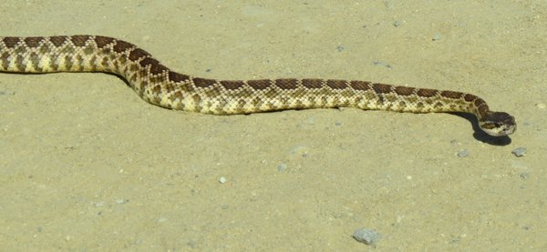 snake
