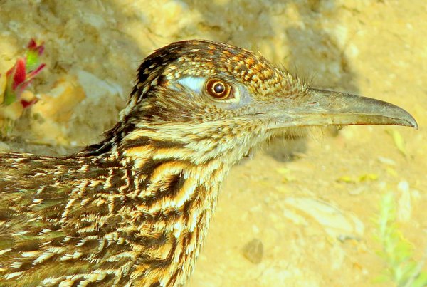 roadrunner