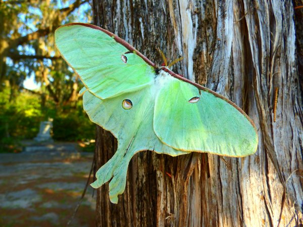 moth