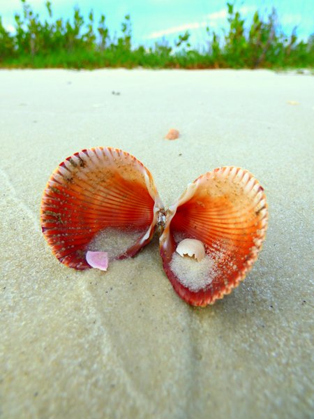 shell