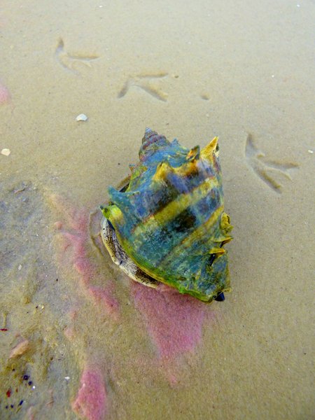 shell