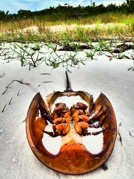 horshow crab
