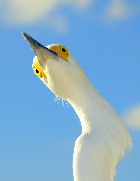 egret