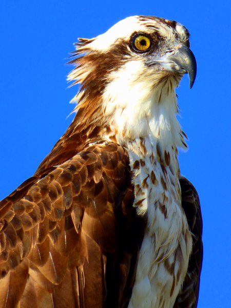 osprey
