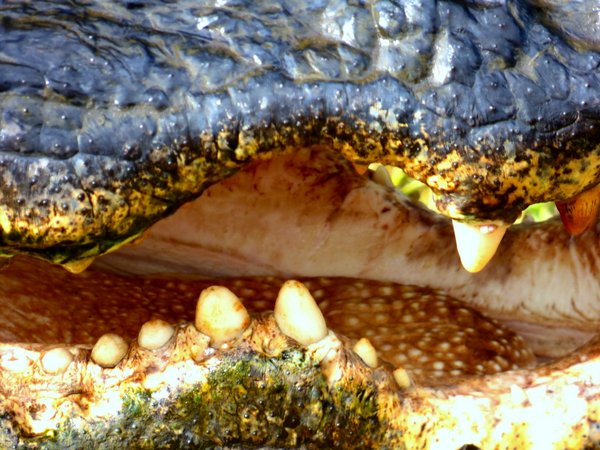 alligator
