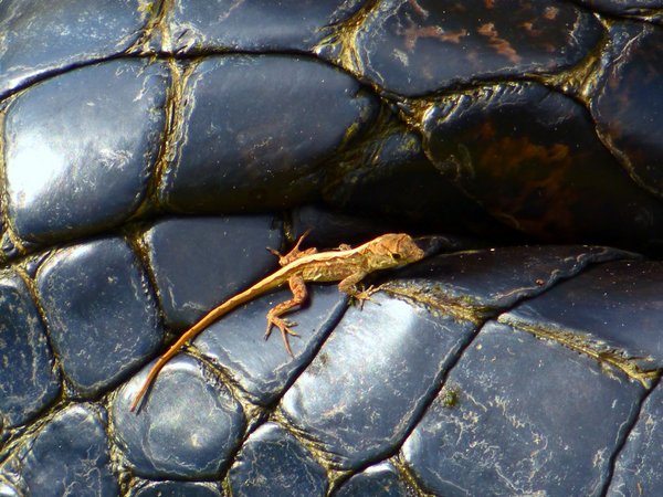 alligator lizard