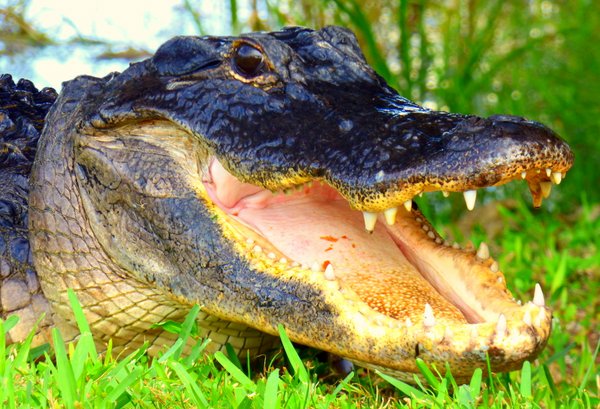 alligator