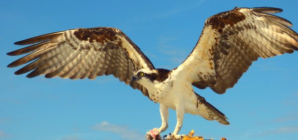 osprey
