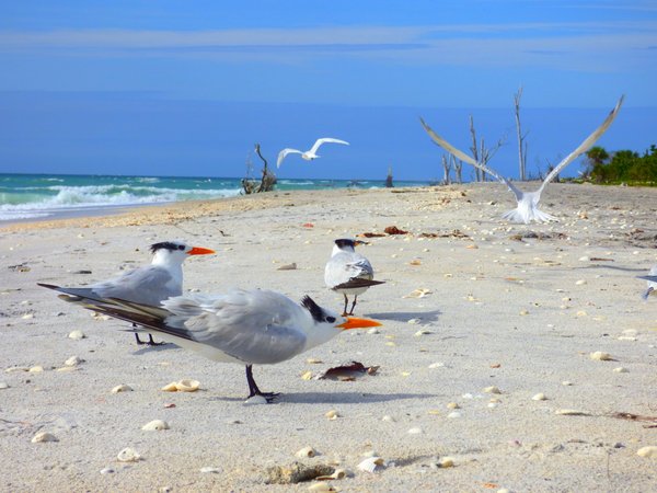 tern