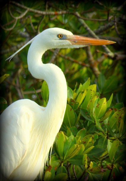 heron