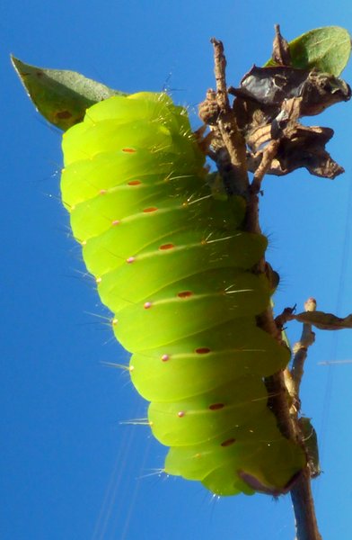 caterpillar butterfly