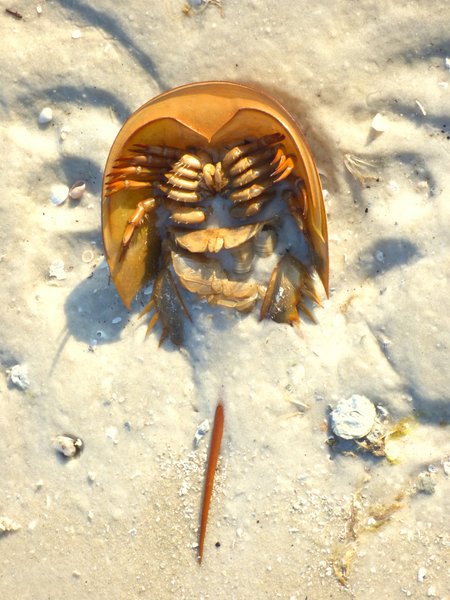 horshoe crab