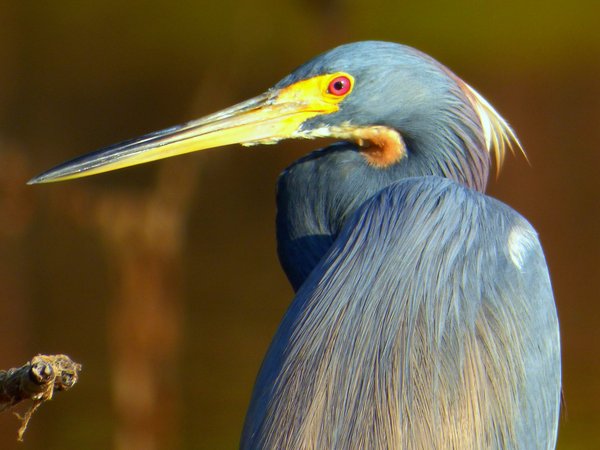 heron