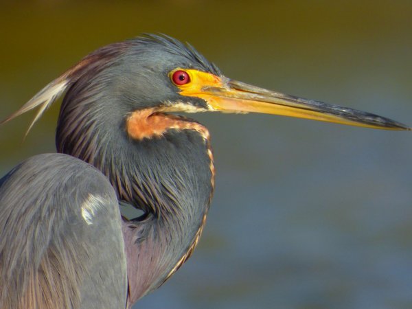 heron