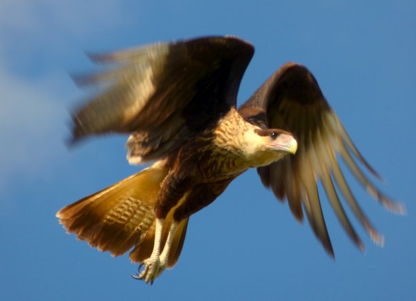 caracara