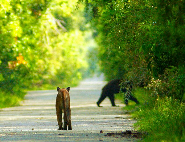 panther black bear