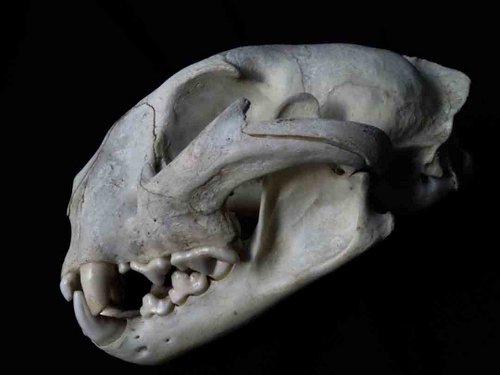 puma skull guide animal