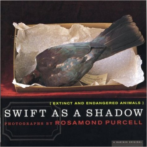 Swift as a Shadow book