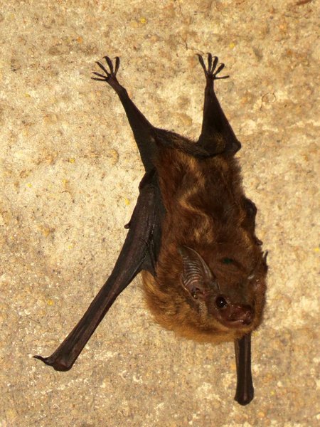 bat