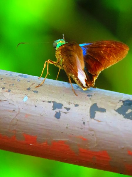 butterfly