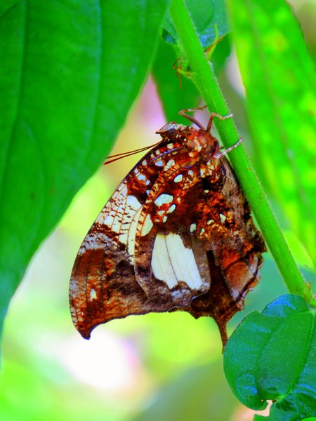 butterfly
