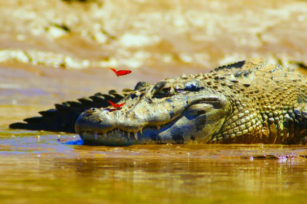 caiman