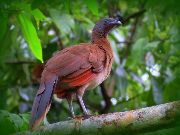 chachalaca
