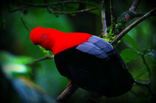 cock of the rock