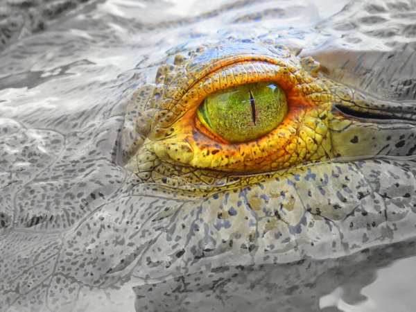 crocodile