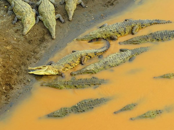 crocodile