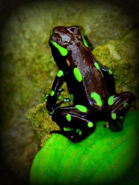 frog