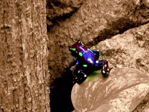 frog