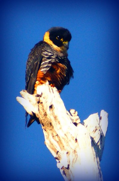 falcon peru