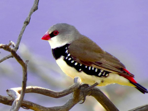 firetail finch
