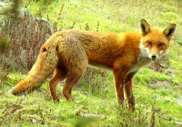 fox