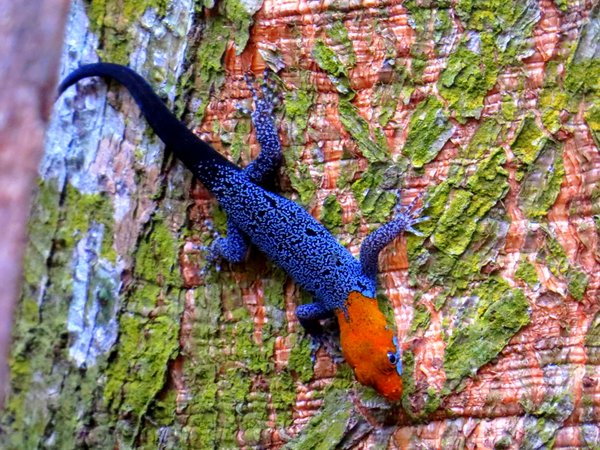 lizard