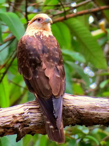 caracara costa rica