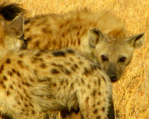 hyena