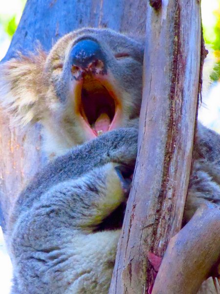 koala