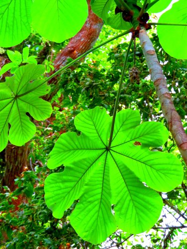 plant