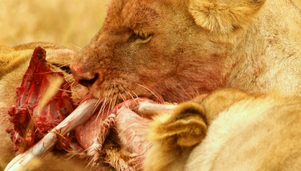 Lion