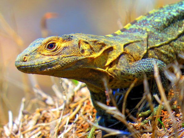 lizard