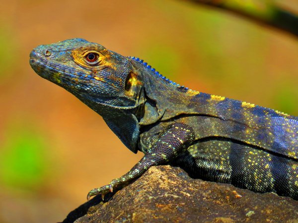 lizard