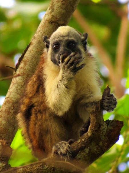 monkey