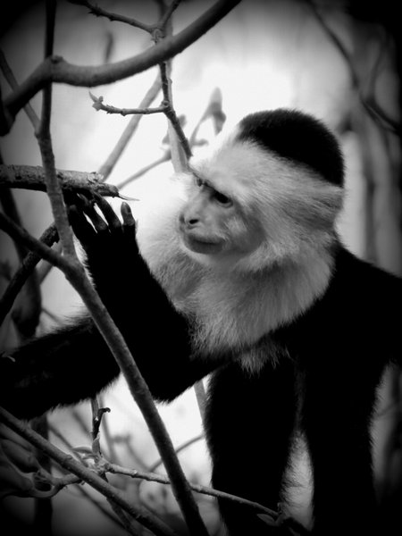 monkey