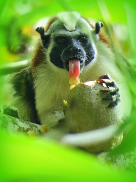 monkey