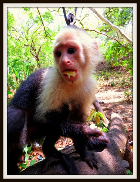 monkey