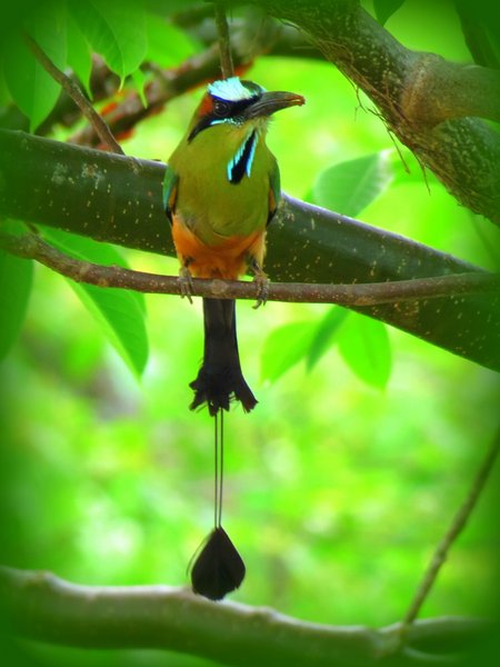 motmot
